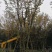 四川成都丛生榉树基地直销成都榉树基地丛生榉树基地