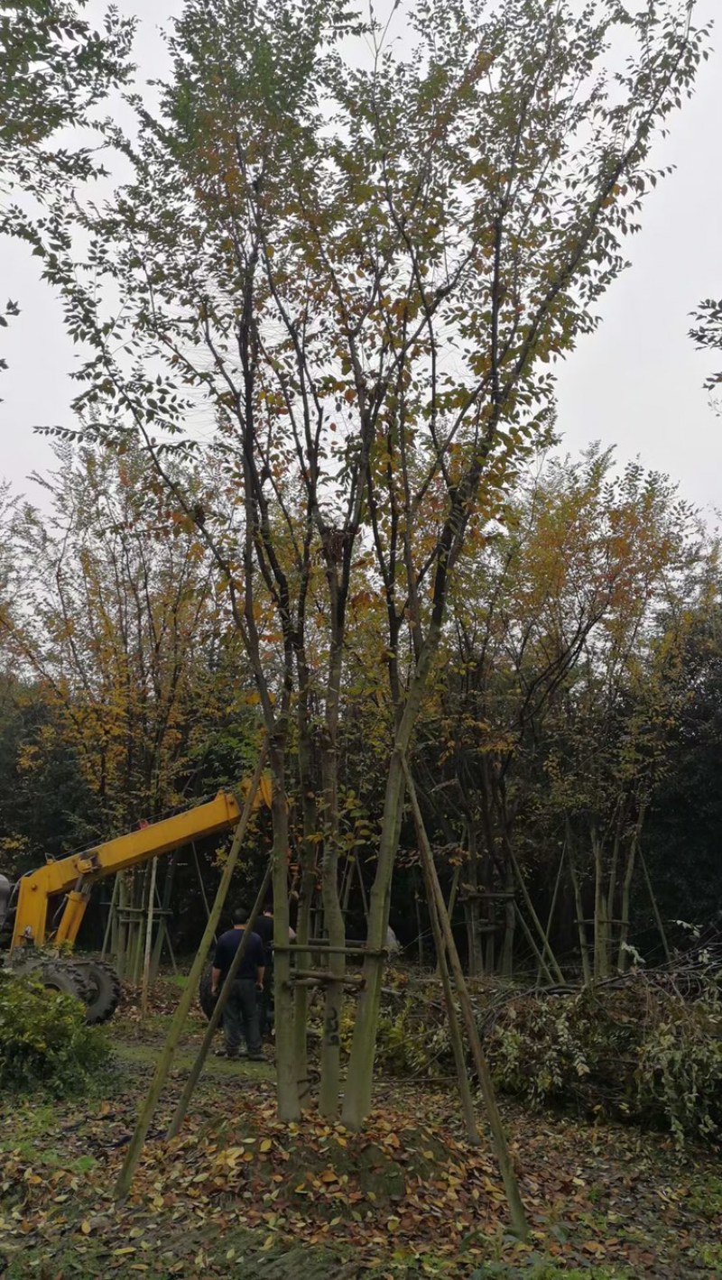 四川成都丛生榉树基地直销成都榉树基地丛生榉树基地