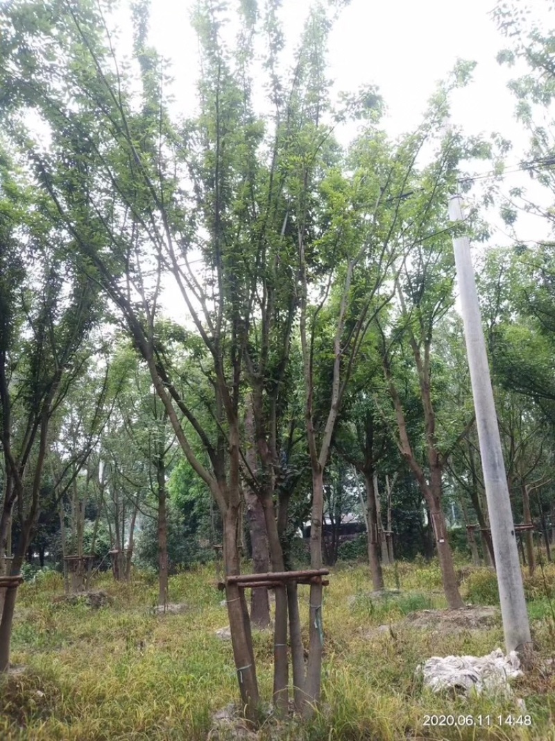 四川成都丛生榉树基地直销成都榉树基地丛生榉树基地