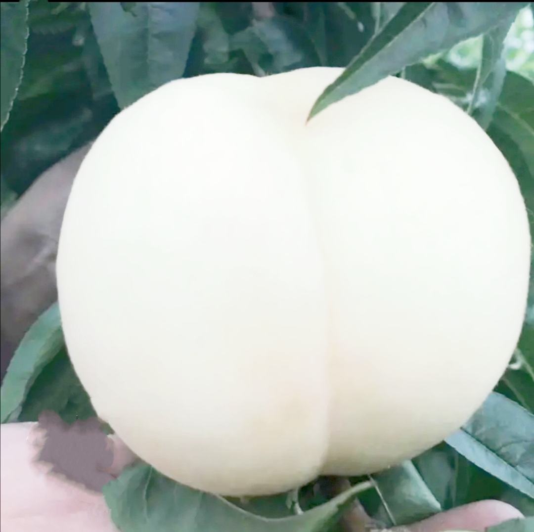 高清微距摄影:展示白花桃典型形态特征——果皮底色为青白至乳白,偶有淡粉晕,果肉纯白至浅乳黄,质地细腻无纤维,汁液丰富可见光折射,果核表面光滑呈浅褐,体现其低木质素、高可溶性固形物特性 白花桃横切特写:乳白色果肉晶莹多汁,表皮覆薄层天然蜡质,无明显红晕,果核浅褐色