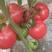 精品粉果西红柿上市中，口感好，颜色佳，耐运输。