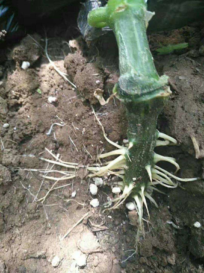 碧生金，聚天门冬氨酸，纯生物制剂，酵素，氨基酸
