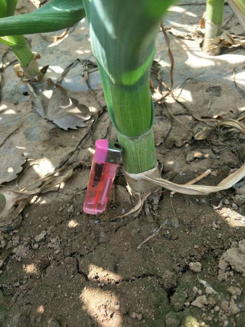 碧生金，聚天门冬氨酸，纯生物制剂，酵素，氨基酸