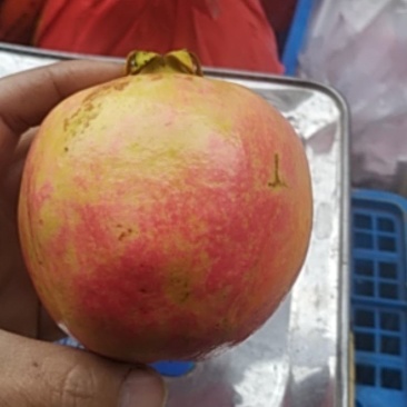 大凉山突尼斯软籽石榴
