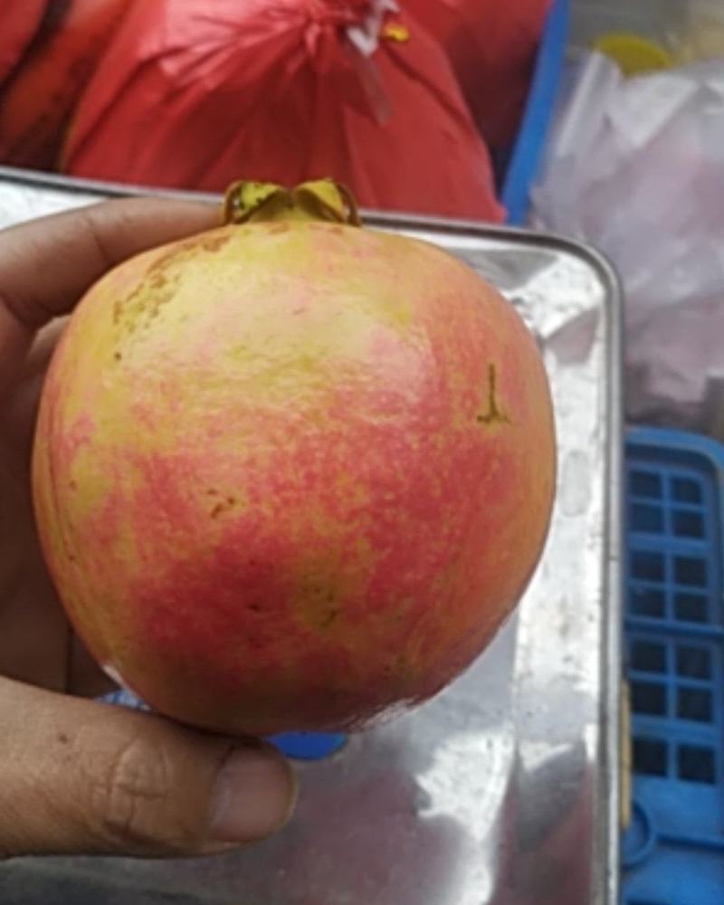 大凉山突尼斯软籽石榴