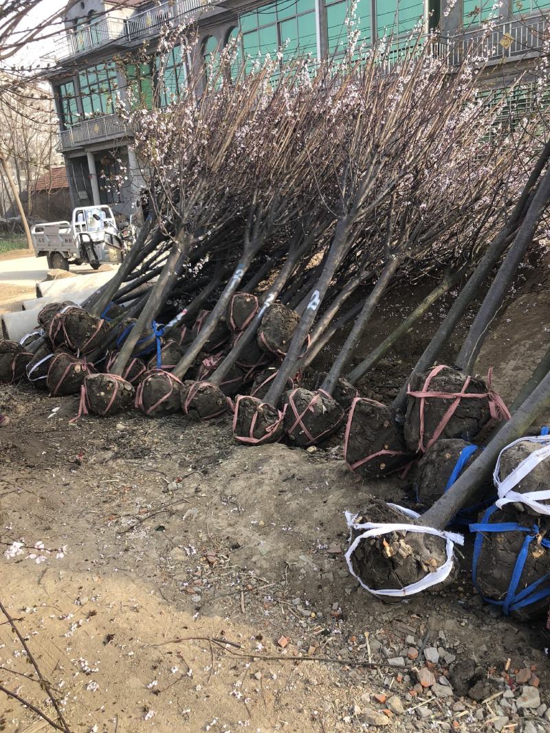 红梅，嫁接和实生苗皆有，大小规格齐全，高档绿化苗木