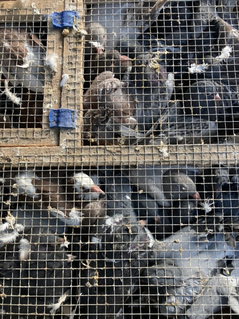 专业鸽子收购批发质量保证货源稳定