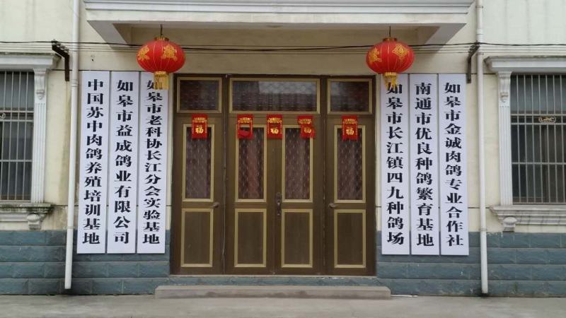 长寿之乡〔老鸽子〕真空包装口感鲜美营养丰富大量批发