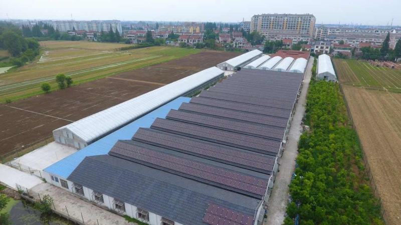 长寿之乡〔新鲜鸽子蛋批发〕新鲜鸽蛋批发营养高-纯鲜蛋