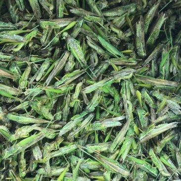 小稻蝗今年新货颜色好稻田蚂蚱蝗虫蚂蚱