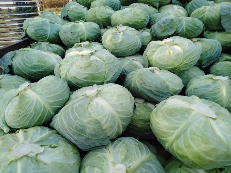 陕西莲花白、包菜圆包菜扁包菜甘蓝代发全国