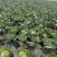 陕西莲花白、包菜圆包菜扁包菜甘蓝代发全国