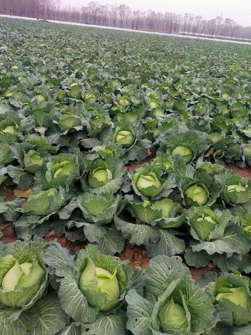 陕西莲花白、包菜圆包菜扁包菜甘蓝代发全国