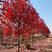 美国红枫8到15公分苏北产地可以打号选树挖树