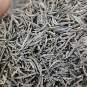 波斯菊种子格桑花种子