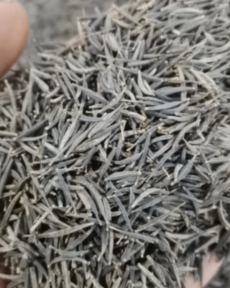波斯菊种子格桑花种子