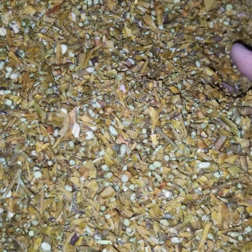 东北大货批发槲寄生桑寄生冬青