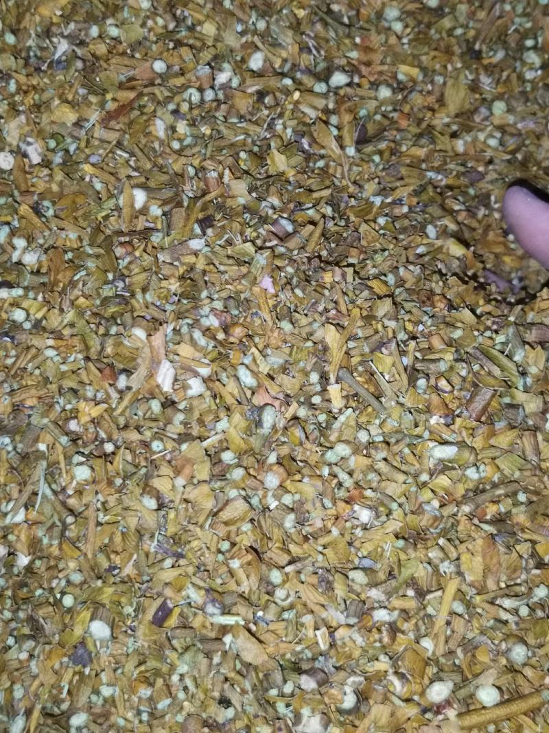 东北大货批发槲寄生桑寄生冬青