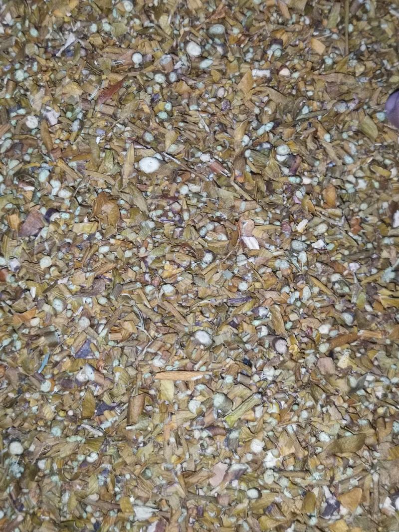 东北大货批发槲寄生桑寄生冬青