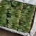 山东菠菜苗大叶菠菜做工精细质量保证对接市场电商