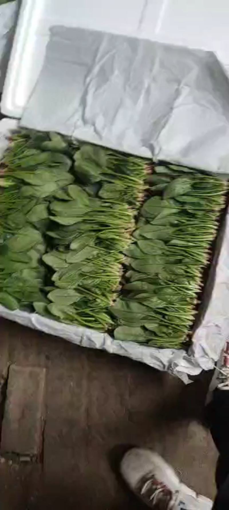 山东菠菜苗大叶菠菜做工精细质量保证对接市场电商