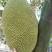 【精品海南菠萝蜜】正宗海南优质菠萝蜜个大饱满香甜