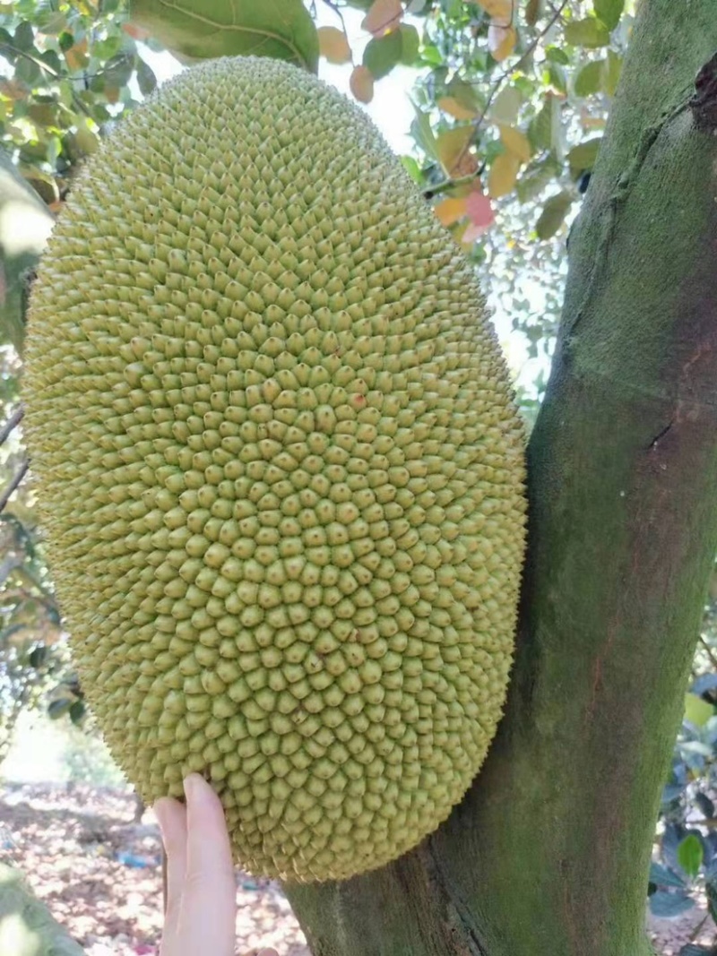 【精品海南菠萝蜜】正宗海南优质菠萝蜜个大饱满香甜