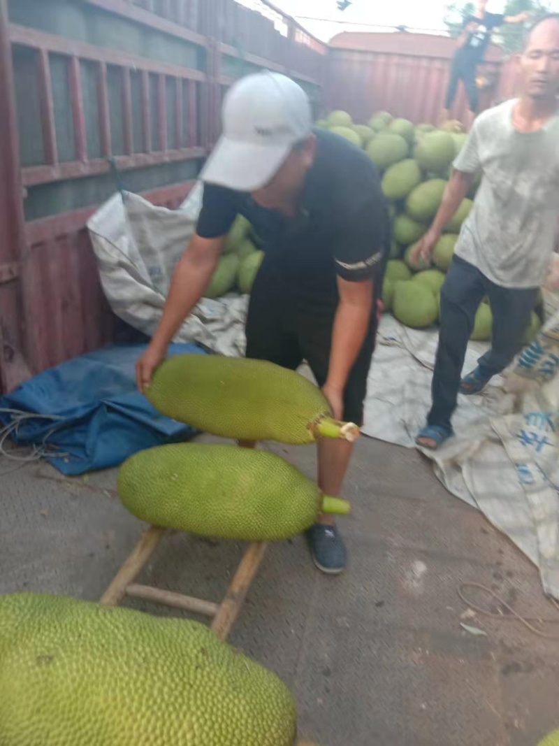 【精品海南菠萝蜜】正宗海南优质菠萝蜜个大饱满香甜