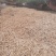 白芍片，各种规格，欢迎各位老板采购