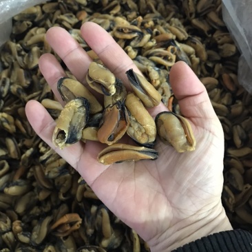 淡菜青口海鲜干货批发2斤包邮