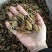 淡菜青口海鲜干货批发2斤包邮