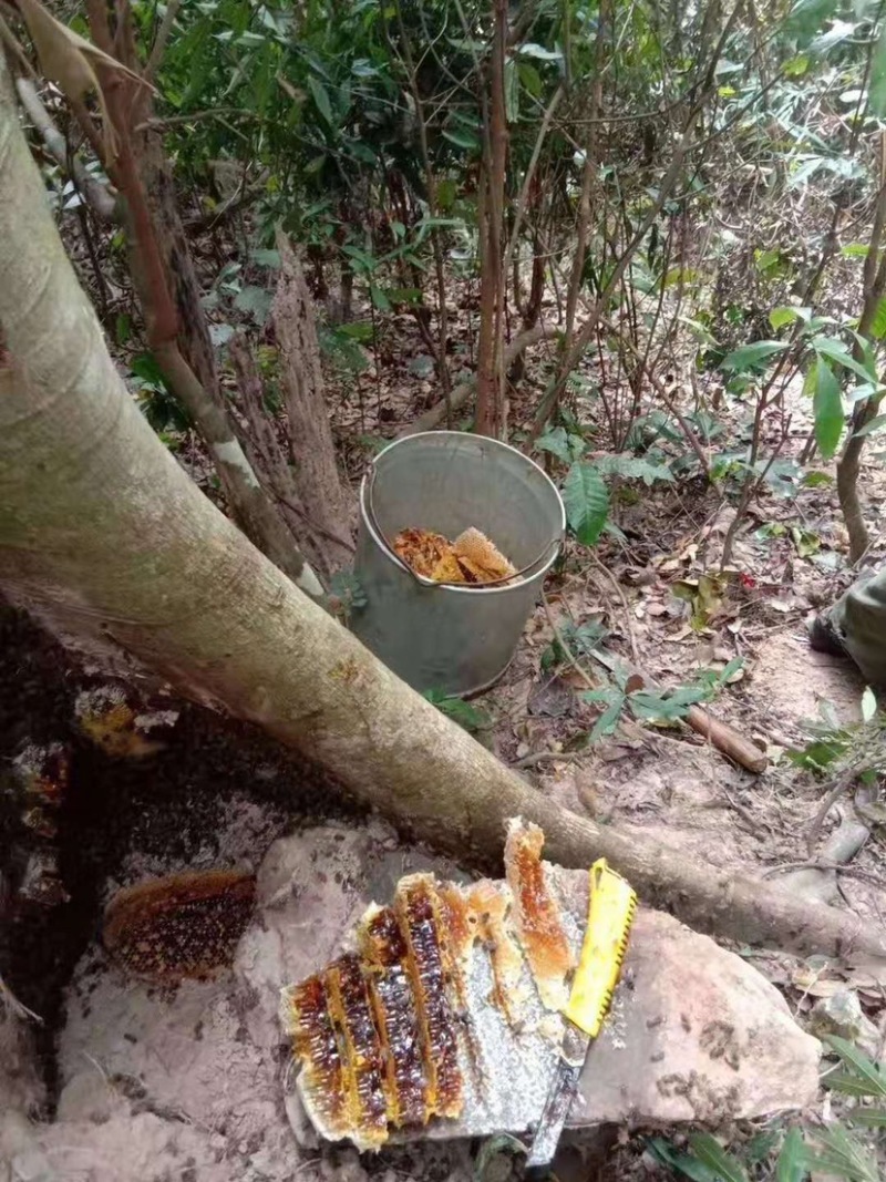 【海南土蜂蜜】海南正宗深山野蜂蜜保质保量欢迎选购