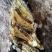 【海南土蜂蜜】海南正宗深山野蜂蜜保质保量欢迎选购