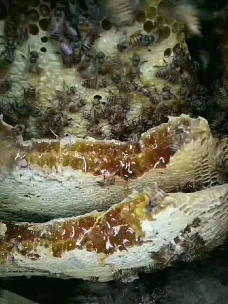 【海南土蜂蜜】海南正宗深山野蜂蜜保质保量欢迎选购