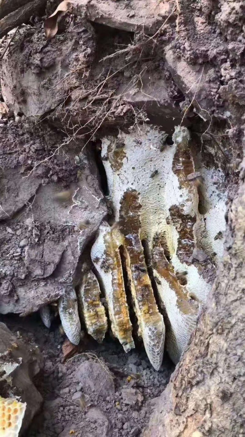 【海南土蜂蜜】海南正宗深山野蜂蜜保质保量欢迎选购