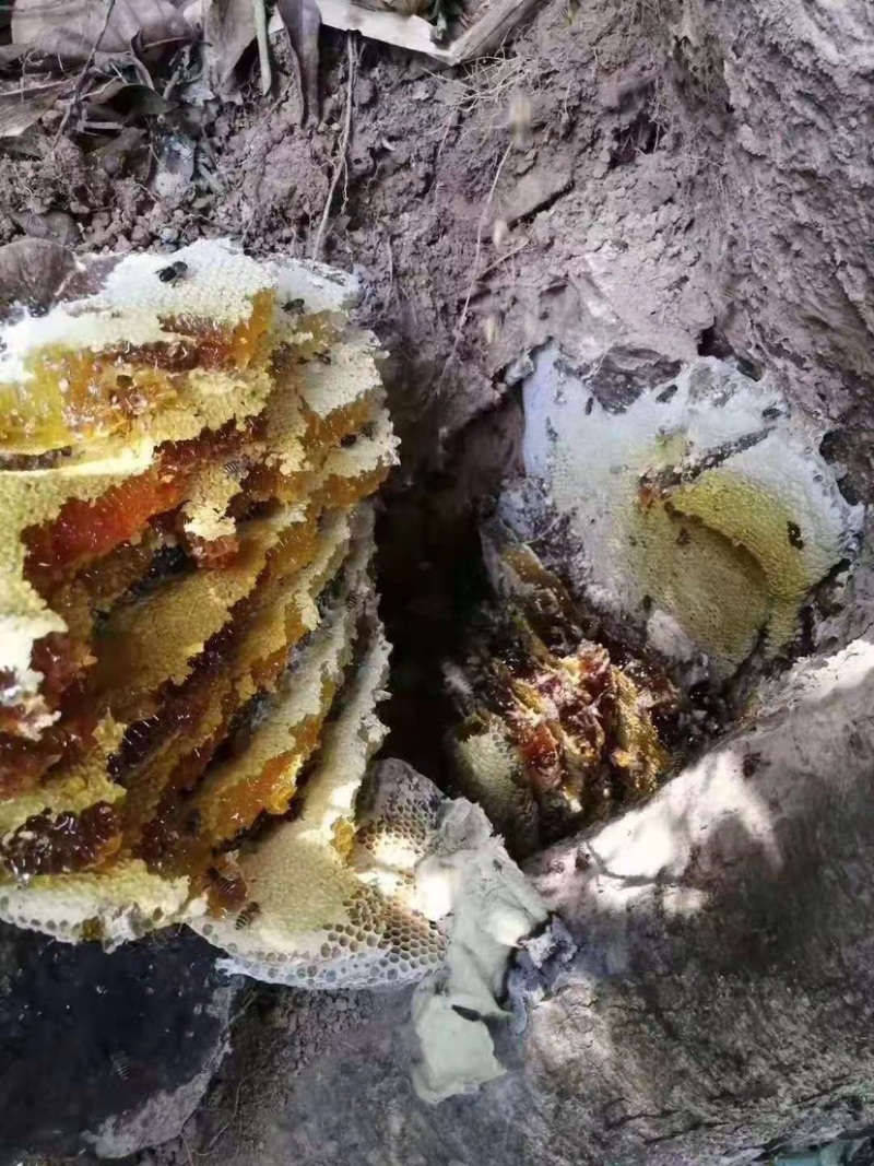 【海南土蜂蜜】海南正宗深山野蜂蜜保质保量欢迎选购