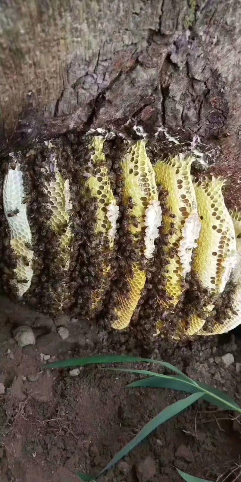 【海南土蜂蜜】海南正宗深山野蜂蜜保质保量欢迎选购
