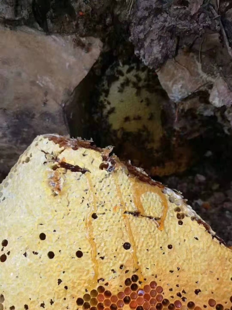 【海南土蜂蜜】海南正宗深山野蜂蜜保质保量欢迎选购