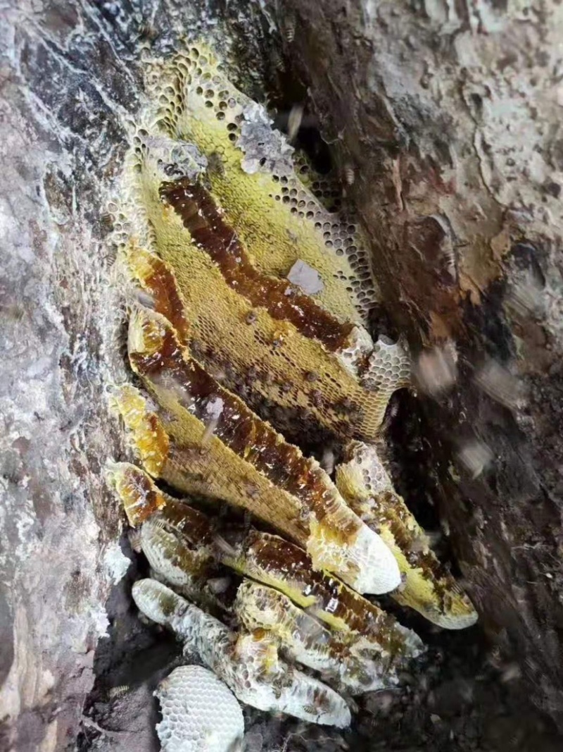 【海南土蜂蜜】海南正宗深山野蜂蜜保质保量欢迎选购