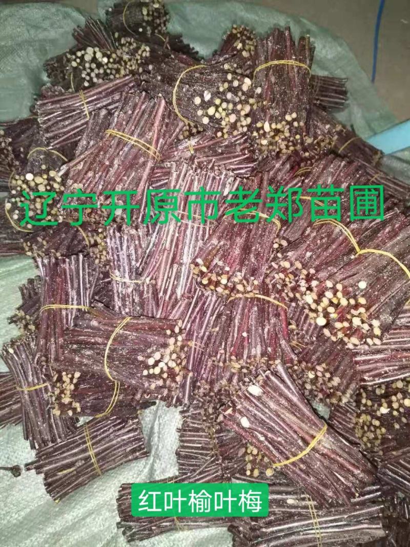 红叶榆叶梅接穗金叶榆叶梅种条优良嫁接繁育技术量大优