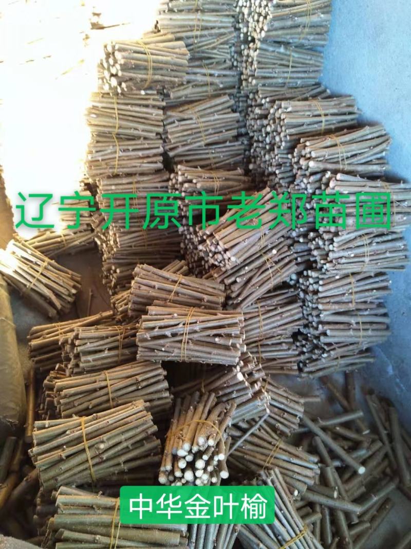 红叶榆叶梅接穗金叶榆叶梅种条优良嫁接繁育技术量大优