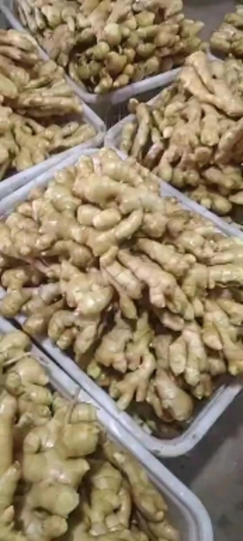 优选生姜大黄姜种类繁多支持全国物流发货