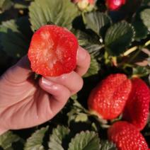 草莓苗紫金四季草莓苗奶油草莓苗脱毒种苗基地考察