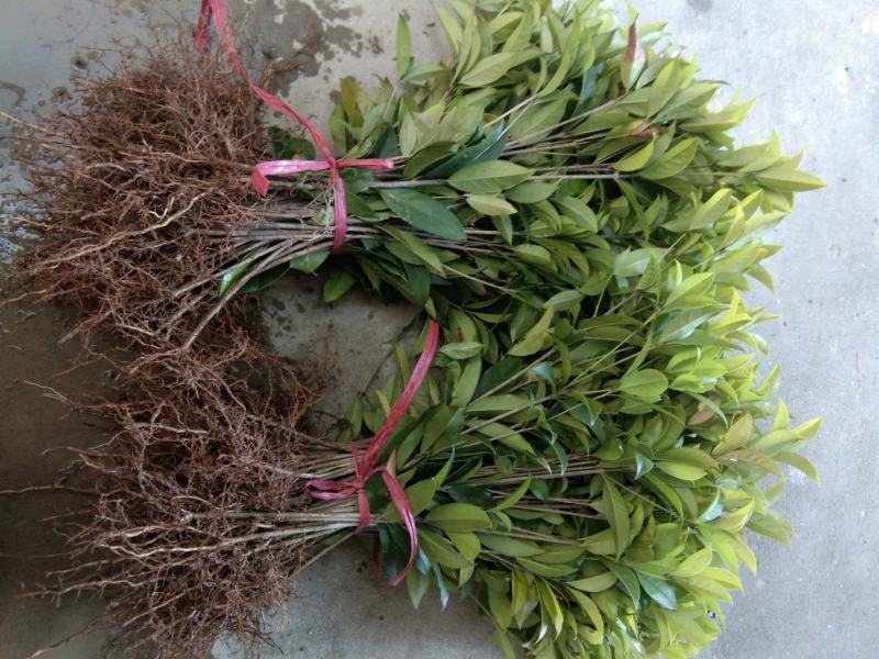 桂花八月金桂花树苗，丹桂花苗，四季桂月月桂包邮