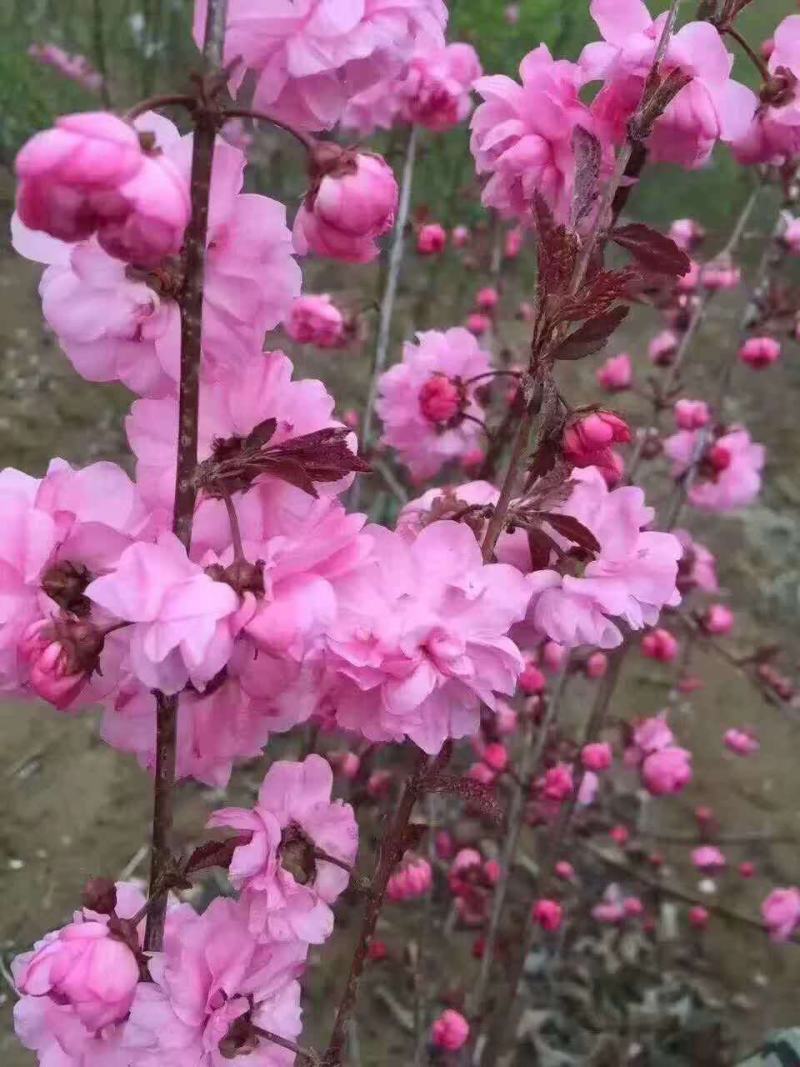 红叶榆叶梅，干枝插花，乔灌木两用。红叶榆叶梅杯苗及扦插苗