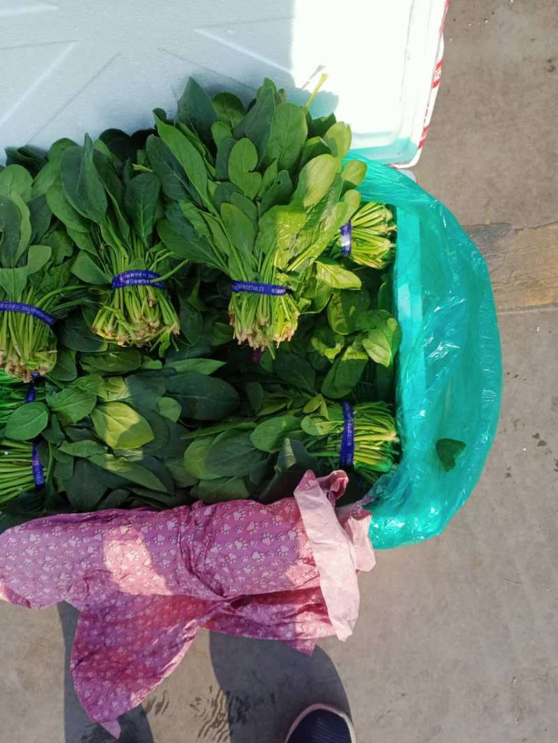 精品菠菜尖叶圆叶市场商超，支持各种包装，加冰预冷一条龙服