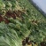 产地直供加工厂泡菜青菜货源充足实力代办