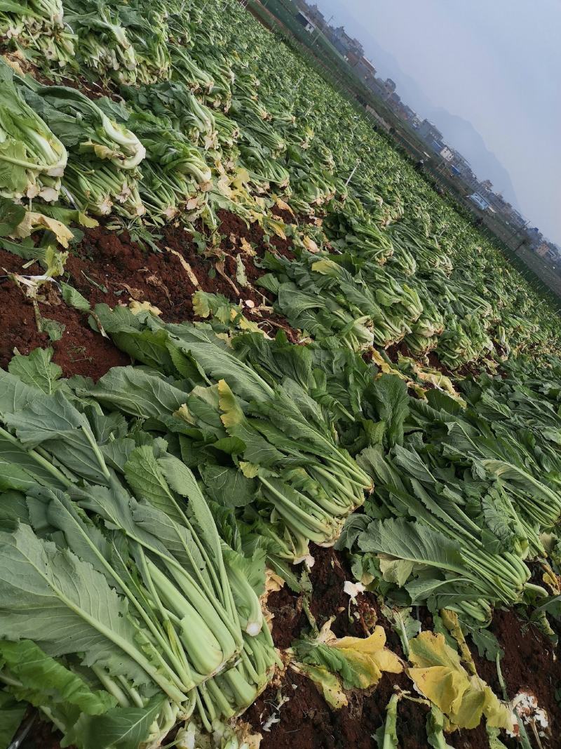 产地直供加工厂泡菜青菜货源充足实力代办