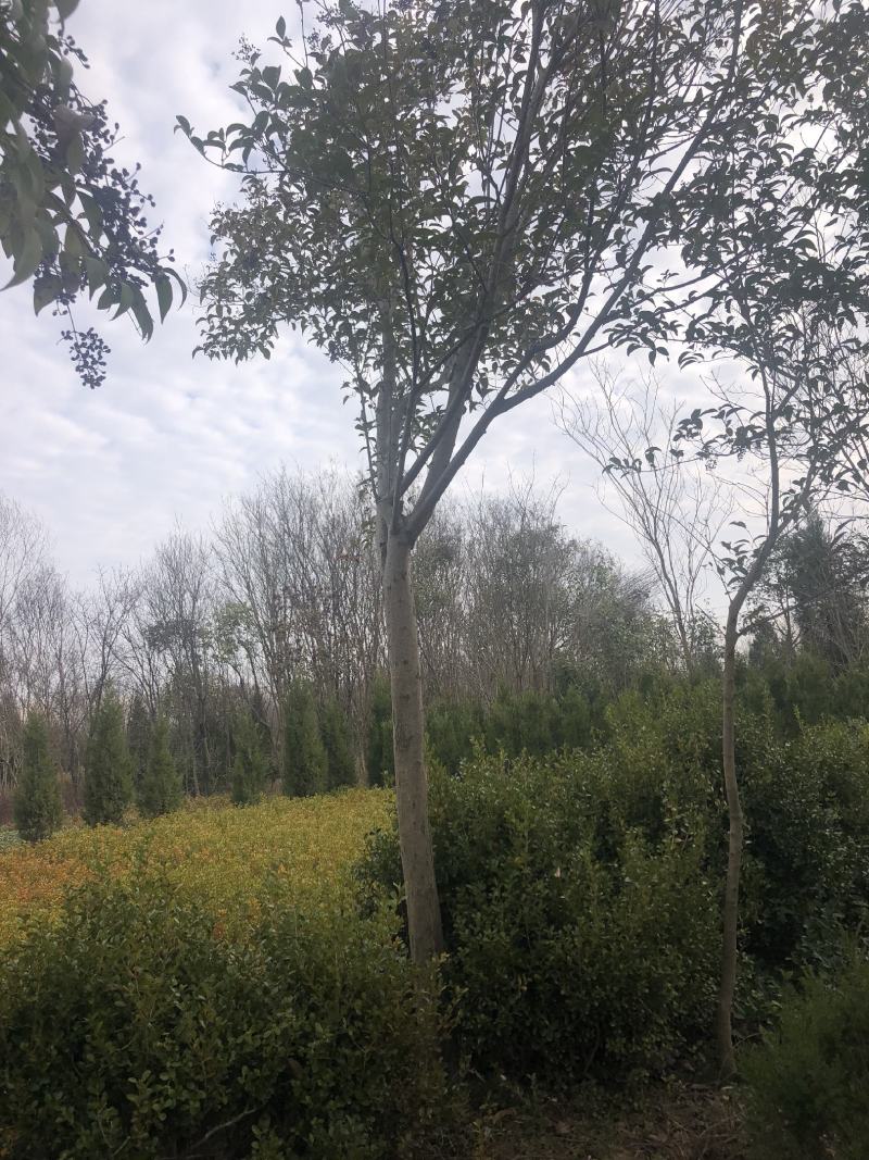 栾树，苗圃一手货源，自产自销，规格齐全，杆直冒圆精品货