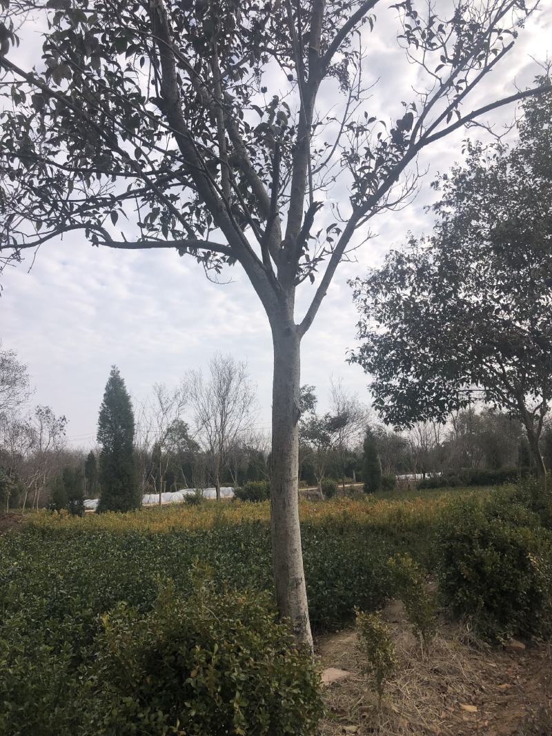 栾树，苗圃一手货源，自产自销，规格齐全，杆直冒圆精品货